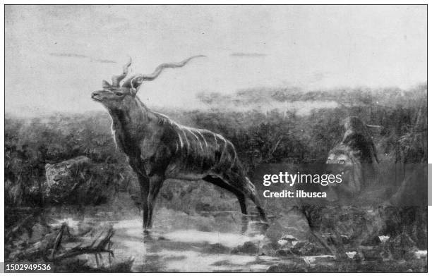 antique image from british magazine: lion hunting - kudu stock illustrations