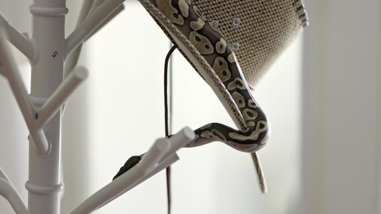 Ball Python Outfits Ball python snake on clothes hanger 동영상 (1502952798) - 게티이미지뱅크
