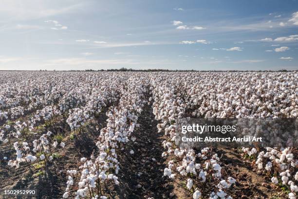 Cotton Rows Background 328 Cotton Field Rows Stock Photos, High-Res Pictures, and Images ...