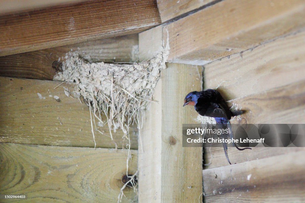 Swallow in lac du Der, France