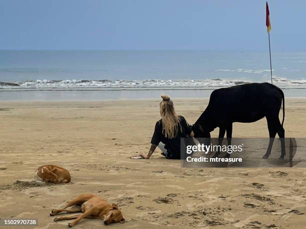 image of unrecognisable woman sitting on beach head butted by standing black indian sacred cow, disturbed yoga session, stray dogs sleeping on sand, palolem beach, goa, south india - yoga goa woman stock pictures, royalty-free photos & images