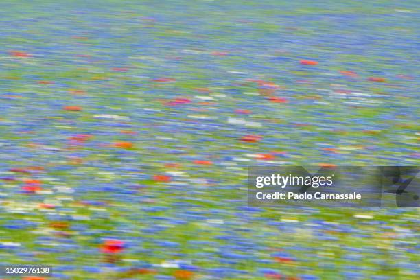 panning on cornflowers flowering field - castelluccio stock pictures, royalty-free photos & images