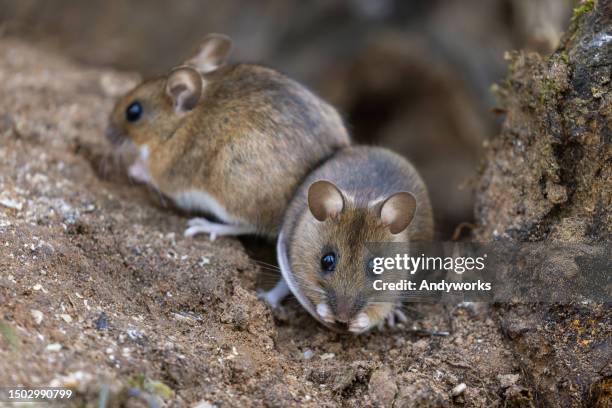 two yellow-necked mouses (apodemus flavicollis) - hantavirus 個照片及圖片檔