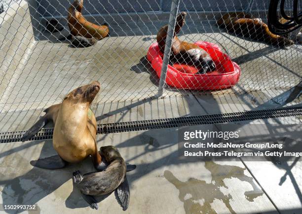 San Pedro, CA Sea lions and their pups are recovering from deadly algal bloom at the Marine Mammal Care Center in San Pedro on Tuesday, June 27,...