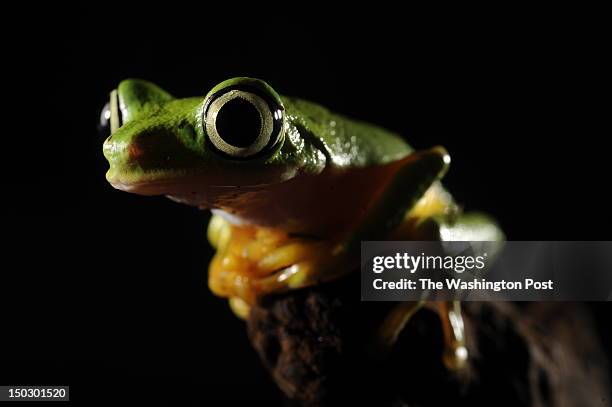 July 25: A lemur leaf frog is seen at the Reptile Discovery Center at the Smithsonian National Zoological Park on Monday July 25, 2011 in Washington,...