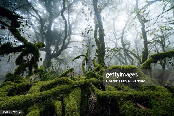 enchanting mist, laurisilva forest with magical trees, fairy tale scene in the foggy forest - dark forest fotografías e imágenes de stock