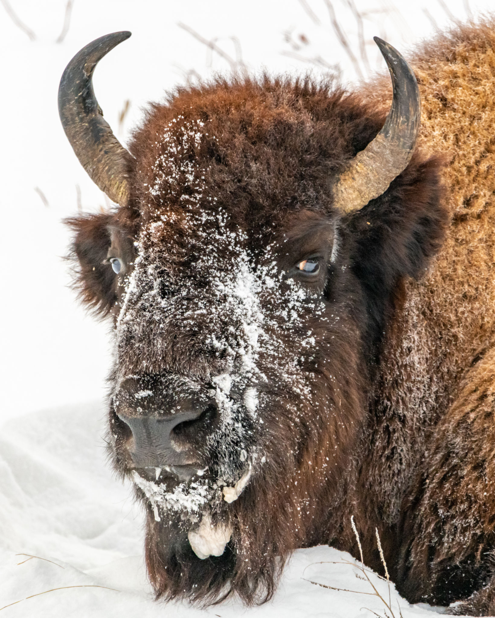 elk island bison