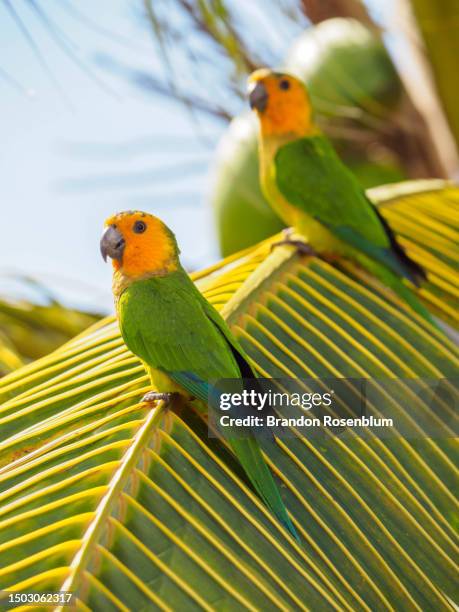 yellow-shouldered amazon on the island of bonaire in the southern caribbean - bonaire stock pictures, royalty-free photos & images