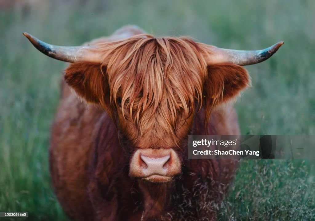 Portrait of cattle