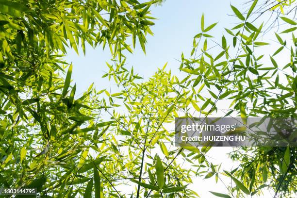 bamboo forest in the morning, low angle view - bambusblatt stock-fotos und bilder