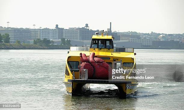 New York Water Taxi carries a Huge Heart Statue to it's unveiling at "Bodies...The Exhibition" at South Street Seaport on August 15, 2012 in New York...