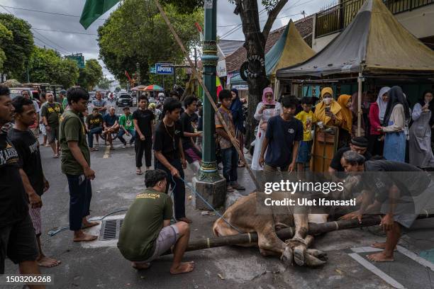 Indonesian Muslims prepare a cow to slaughter during celebrations for Eid al-Adha or the 'Festival of Sacrifice' on June 28, 2023 in Yogyakarta,...