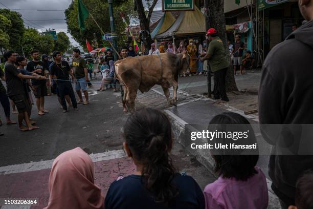 Indonesian Muslims prepare a cow to slaughter during celebrations for Eid al-Adha or the 'Festival of Sacrifice' on June 28, 2023 in Yogyakarta,...