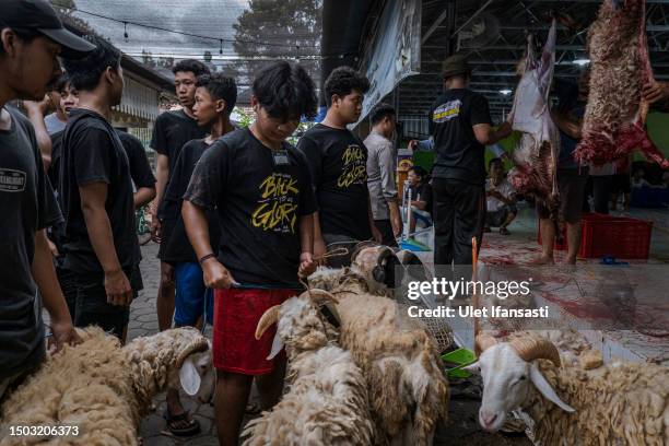 Indonesian muslims prepare sheeps to slaughter during celebrations for Eid al-Adha or the 'Festival of Sacrifice' on June 28, 2023 in Yogyakarta,...