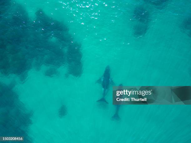 pair of migrating humpback whales, new south wales, australia - marine reserve stock pictures, royalty-free photos & images