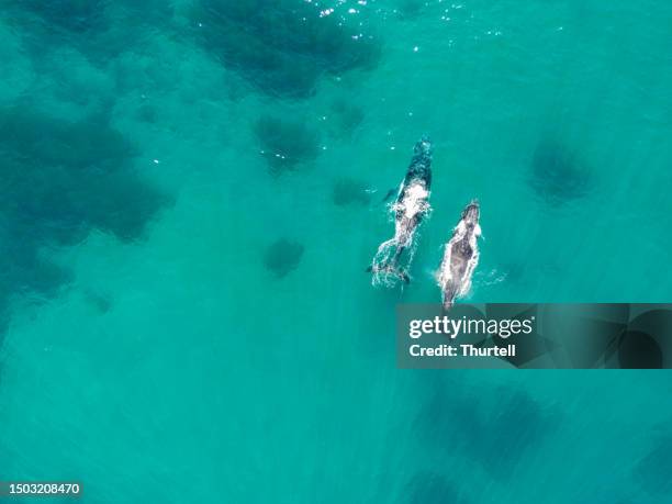 pair of migrating humpback whales, new south wales, australia - baleen whale stock pictures, royalty-free photos & images