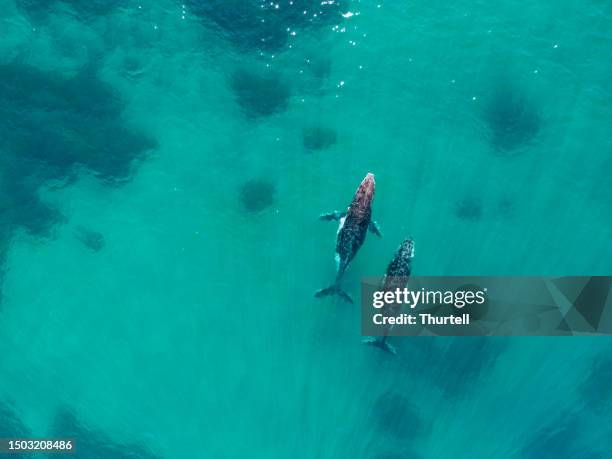 pair of migrating humpback whales, new south wales, australia - humpback whale stock pictures, royalty-free photos & images