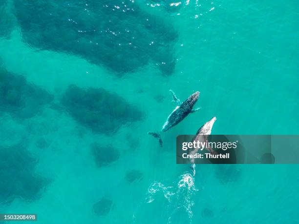 pair of migrating humpback whales, new south wales, australia - pectoral fin stock pictures, royalty-free photos & images