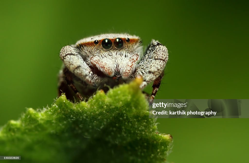 Jumping spider