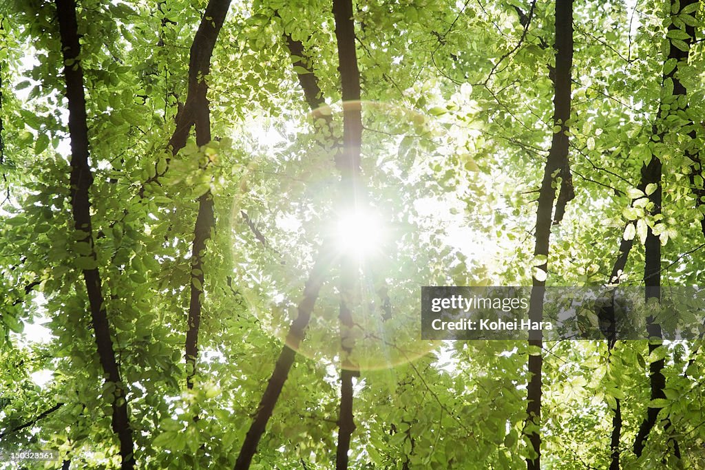 Sunlight filtering through trees in forest