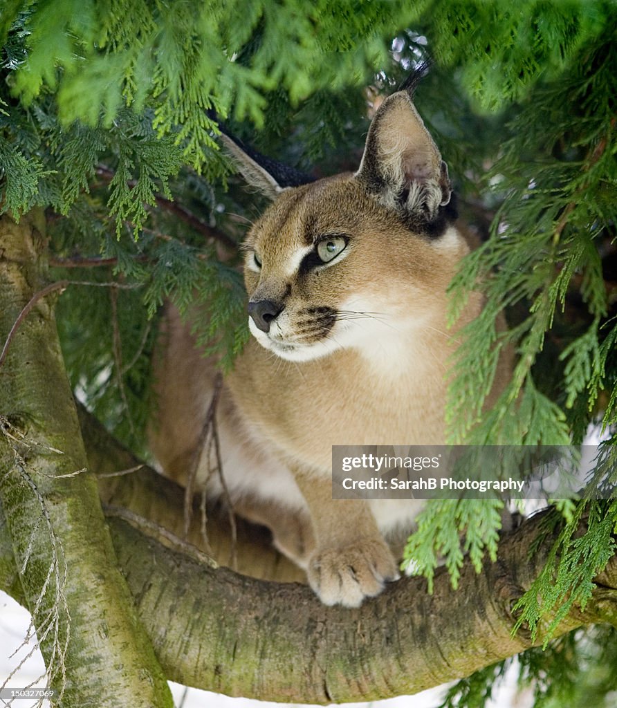 Caracal in tree