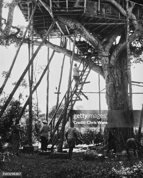 Man climbs the steps to the treetop lodges as two men stay on the ground during preparations for the visit of Princess Elizabeth and her husband, the...