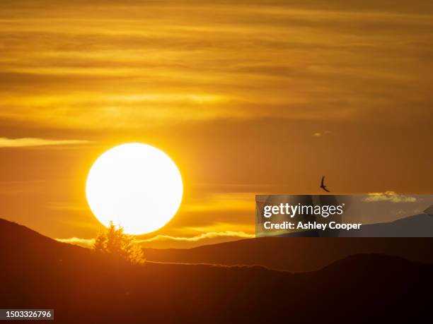 a common swift, apus apus, flying past the sun setting over loughrigg on the summer solstice in ambleside, lake district, uk with pollen and seeds floating in the air. - common swift flying stock pictures, royalty-free photos & images