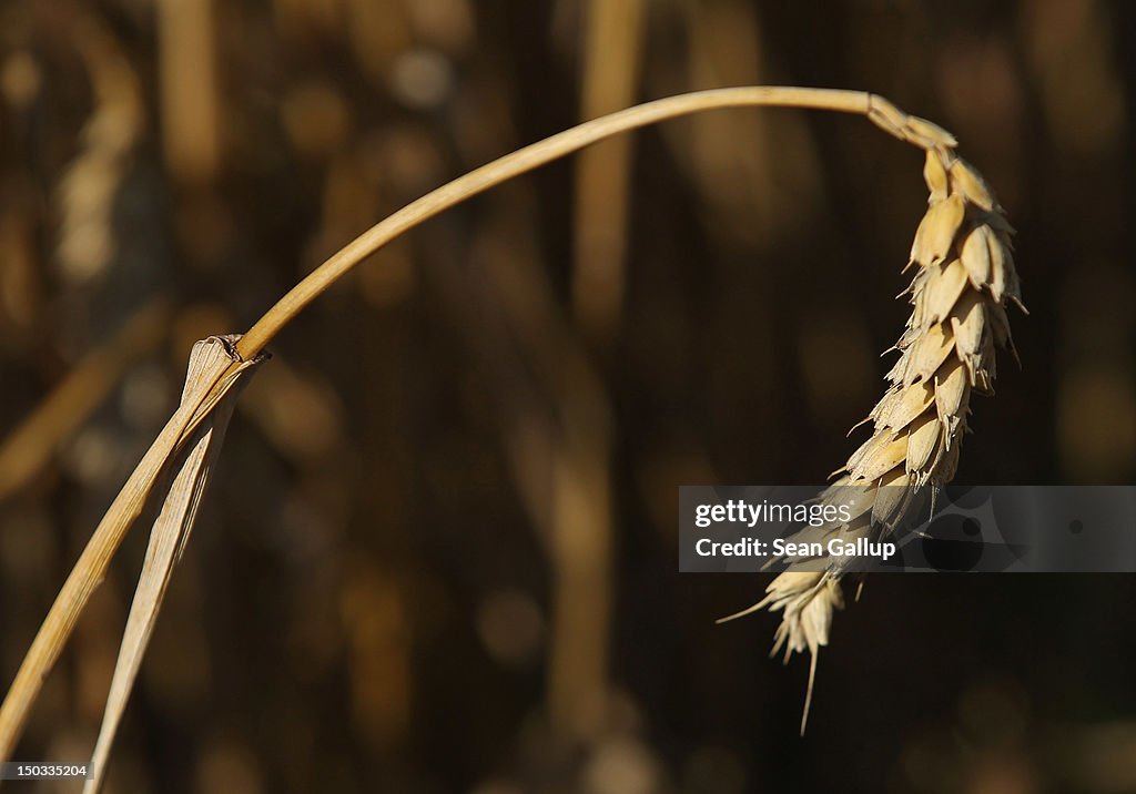 Farmers Conclude Grain Harvest