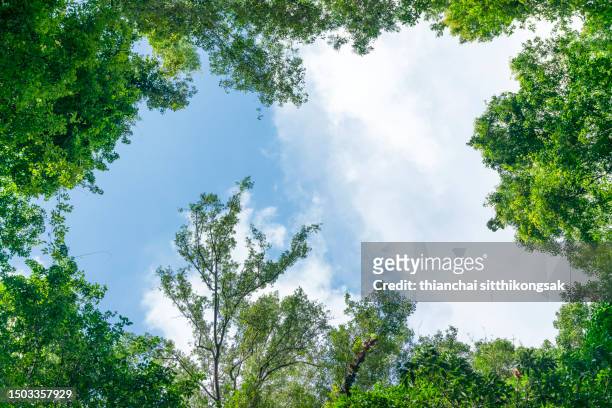 low angle view of sky and fresh green leaves in the spring. - baumkrone stock-fotos und bilder