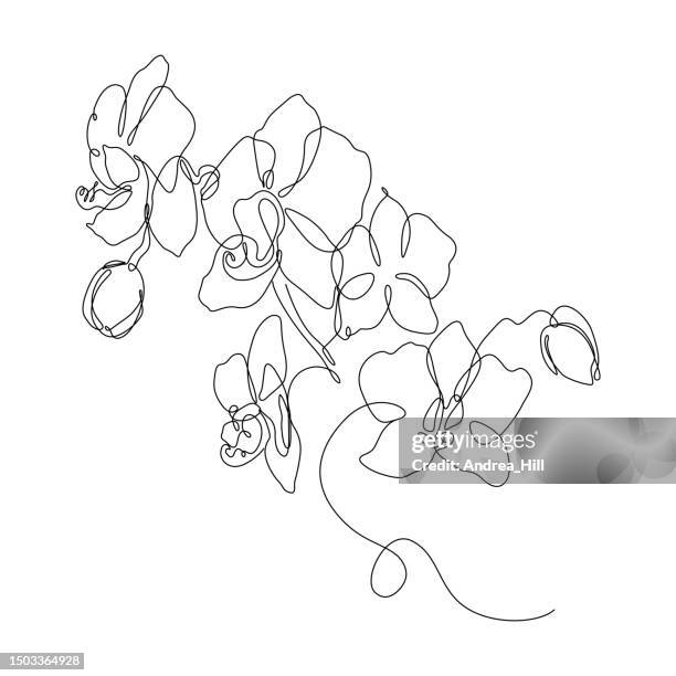 phalaenopsis orchid flowers continuous line drawing with editable stroke - continuous line drawing stock illustrations