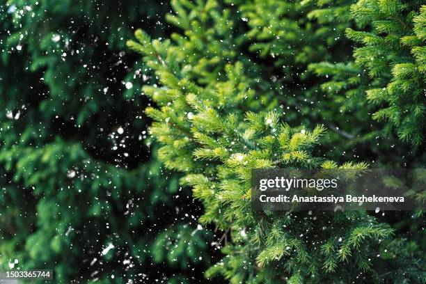falling snow against the green branches of a christmas tree - pinetree garden seeds stock pictures, royalty-free photos & images