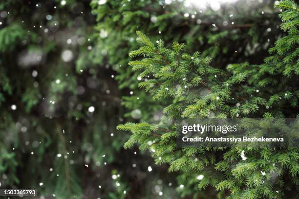white snow flakes fall on the green branches of the christmas tree - pinetree garden seeds stock pictures, royalty-free photos & images
