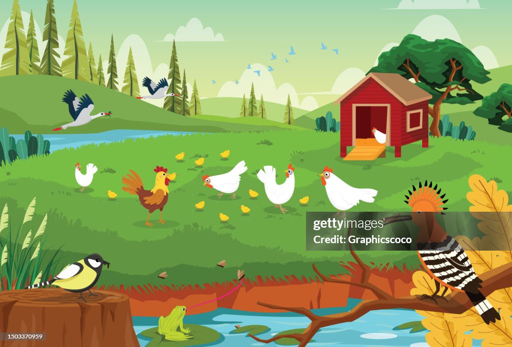 Flocks of chickens roam freely in the grazing yard,