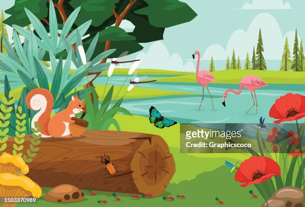 red squirrel sitting and eating acorn on timber an environment rich in flora and fauna. - swamp illustration stock illustrations