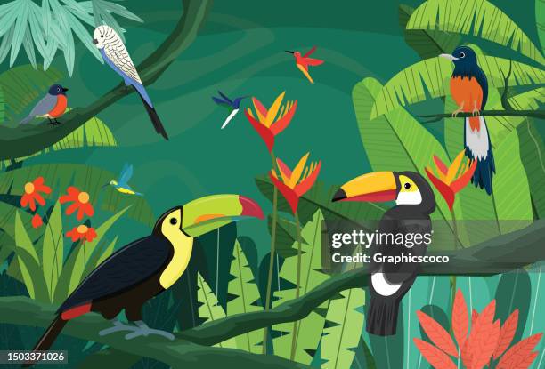 採餌環境が豊富な熱帯雨林には多種多様な鳥が生息しています - feather multi colored点のイラスト素材／クリップアート素材／マンガ素材／アイコン素材