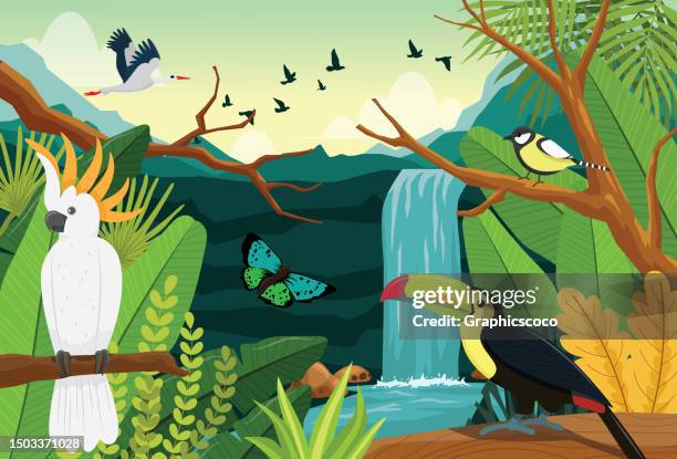 stockillustraties, clipart, cartoons en iconen met cockatoos, toucans, in the rainforest they live in the ecosystem. an environment rich in flora and fauna. - waterval