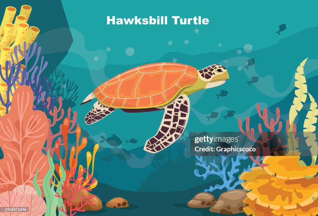 Hawksbill turtle swimming in the blue sea along tropical reef with fish. Sea life in nature