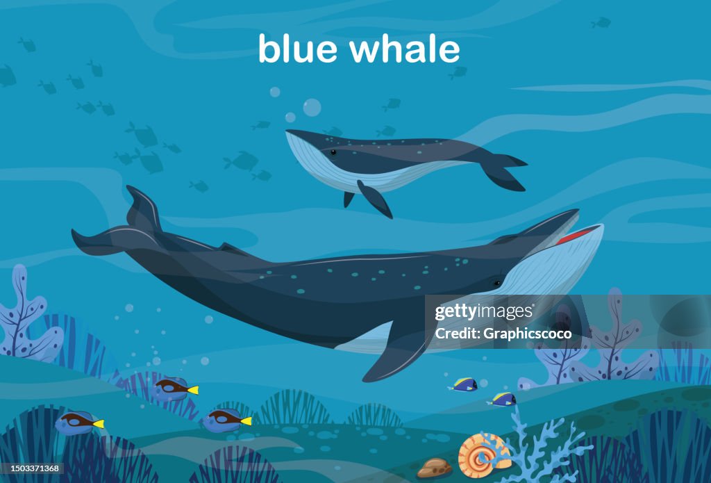 Tropical underwater blue whale and fishs on coral reefs. Sea life in nature, colorful marine landscape with seaweed, corals and animals such as shellfish.