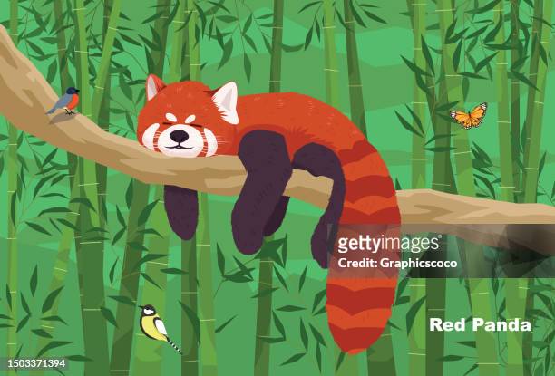red panda (shining cat), endangered status looks like a raccoon and a squirrel combined. there are both dark brown. yellow brown and red brown there are reddish-brown stripes alternating with white. - panda animal stock illustrations