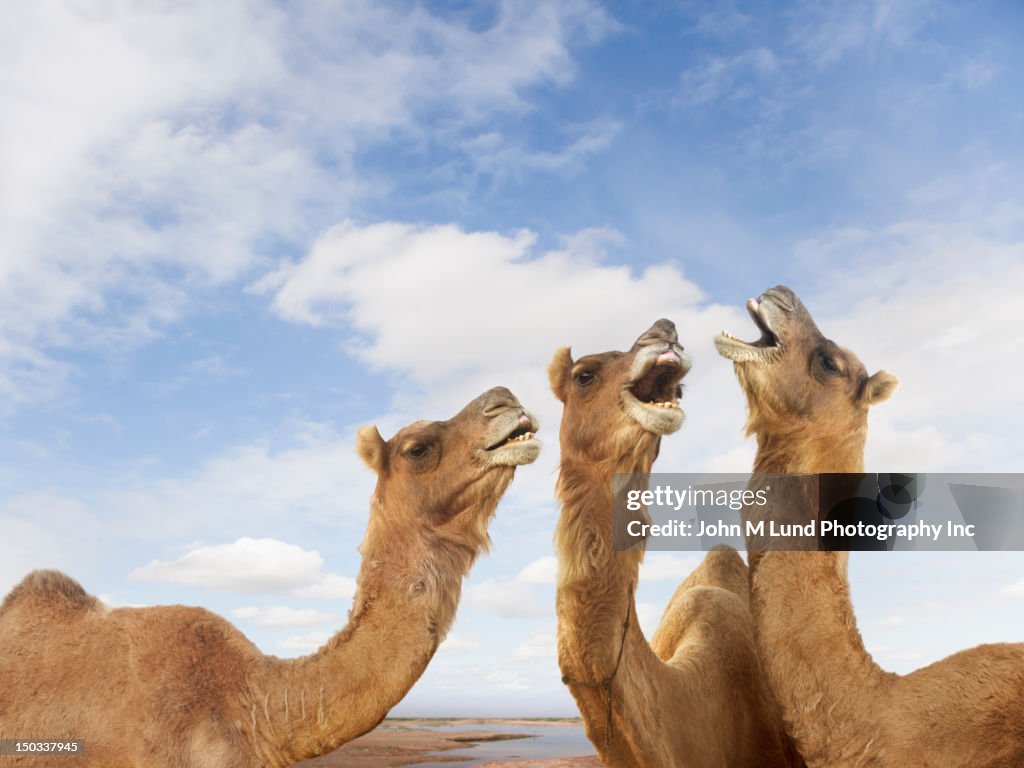 Camels braying at the Pushkar Camel Festiival, Rajasthan, India