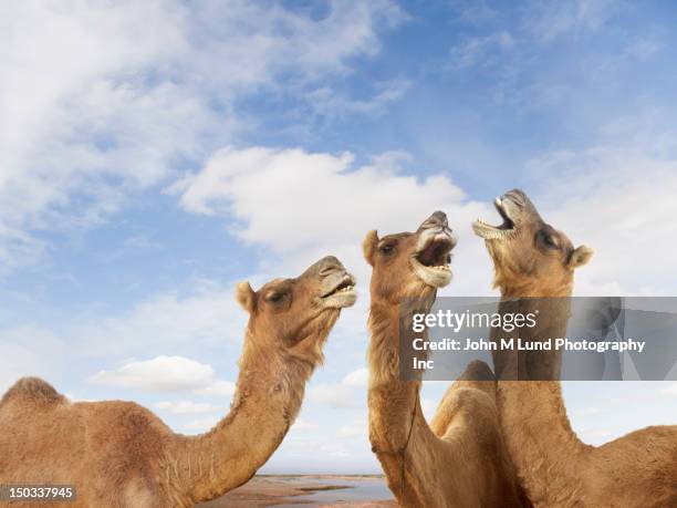 camels braying at the pushkar camel festiival, rajasthan, india - kamel bildbanksfoton och bilder