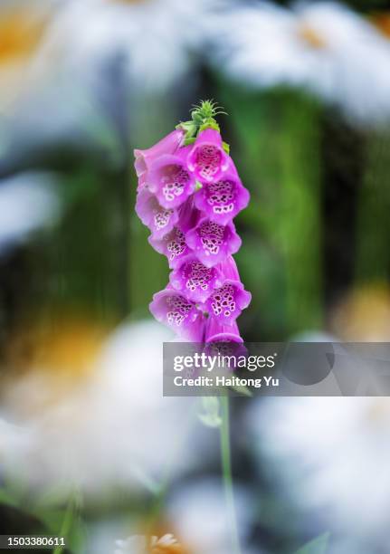 digitalis in sichuan, china - digitalis grandiflora stock pictures, royalty-free photos & images