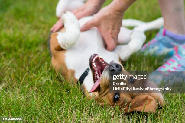 this is the life - rubbing stock pictures, royalty-free photos & images