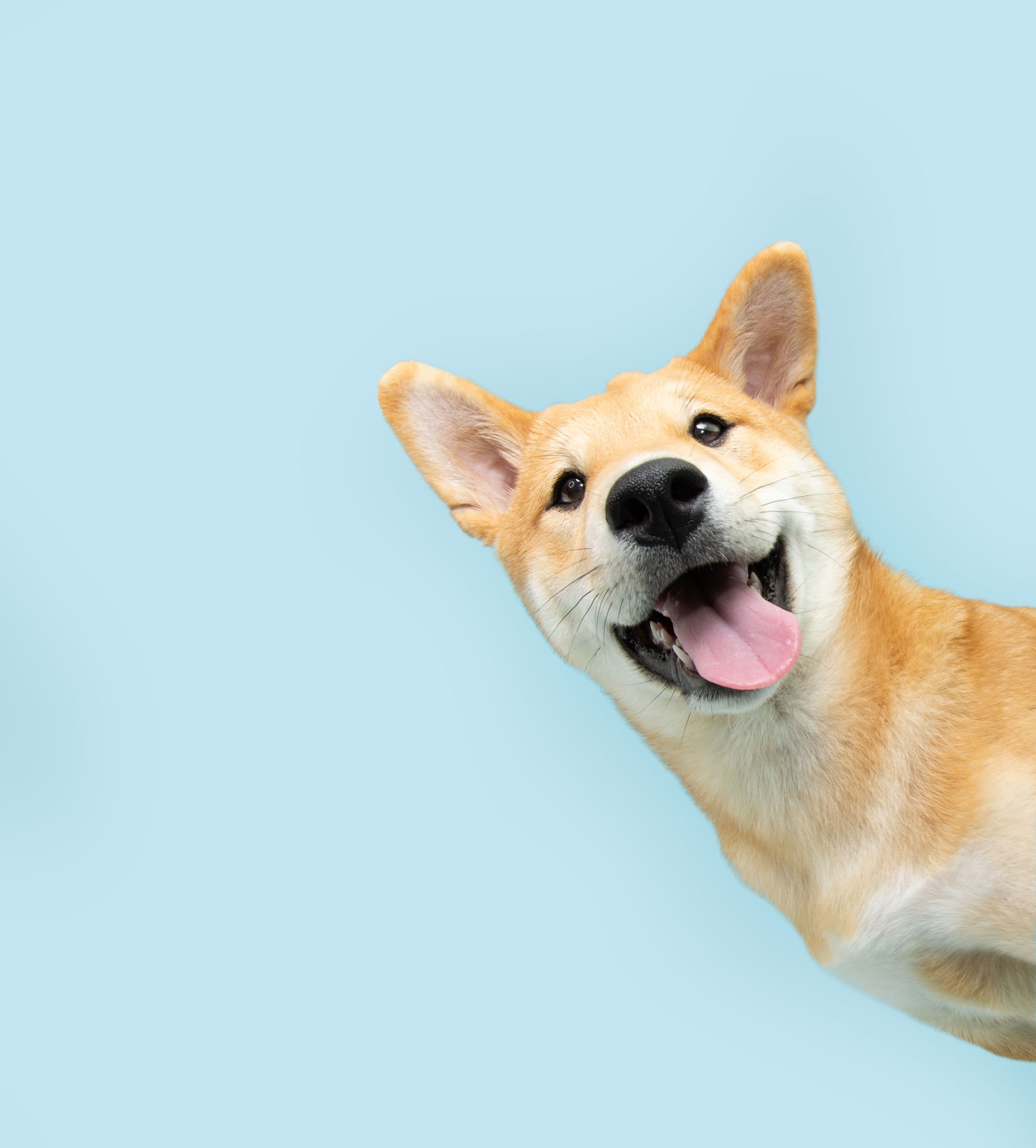 Portrait funny and happy shiba inu puppy dog peeking out from behind a blue banner. Isolated on blue pastel background Portrait funny and happy shiba inu puppy dog peeking out from behind a blue banner. Isolated on blue pastel background