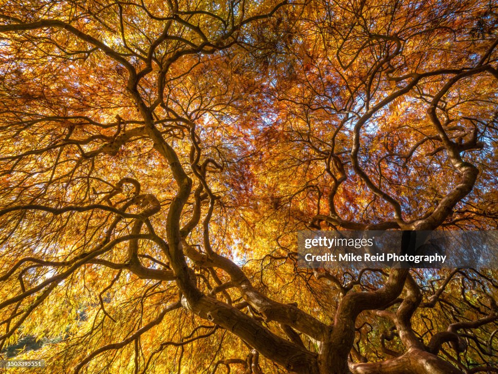 Japanese Maple Tree Sunlit Branches