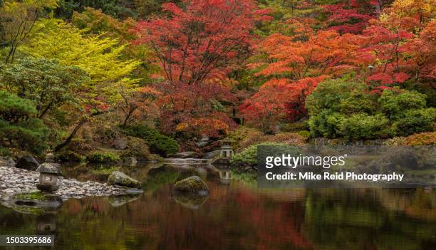 seattle arboretum japanese garden fall colors reflection - seattle landscape stock pictures, royalty-free photos & images