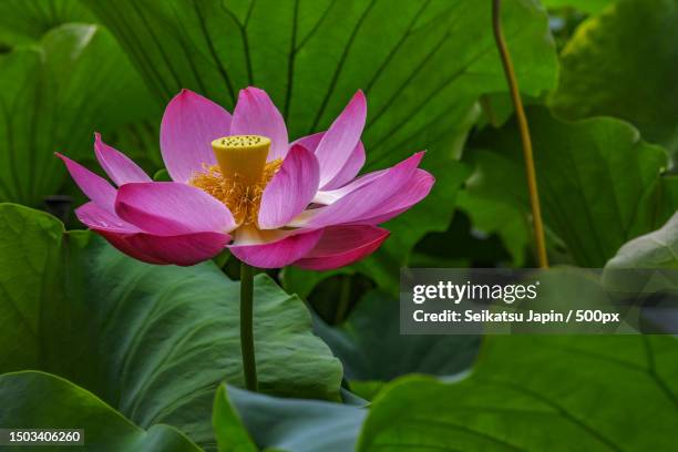close-up of pink water lily,japan - water lily stock pictures, royalty-free photos & images
