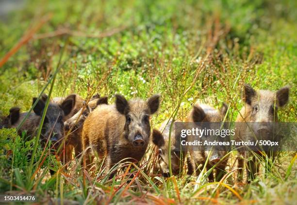 close-up of fox on grassy field - wildschwein stock-fotos und bilder