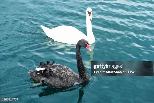 high angle view of black swan swimming on lake,milton keynes,united kingdom,uk - schwan stock-fotos und bilder