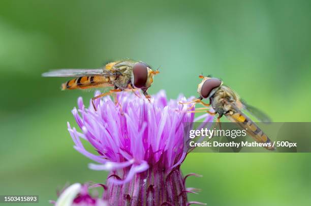 close-up of insects pollinating on purple flower,united kingdom,uk - hoverfly stock pictures, royalty-free photos & images